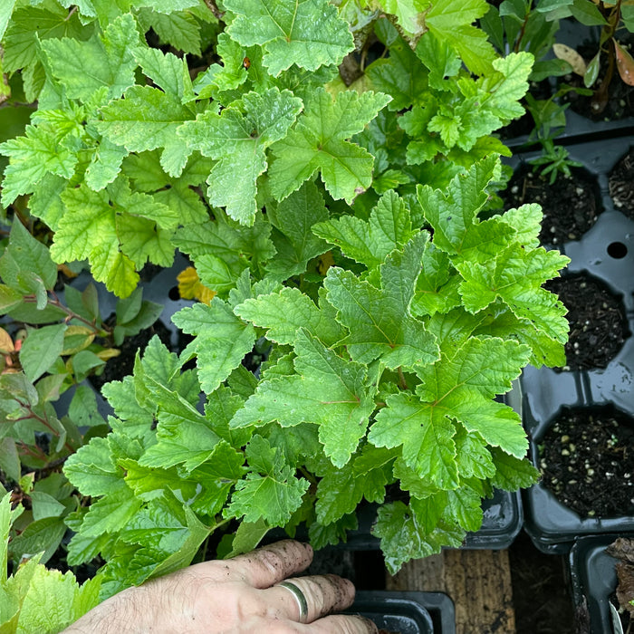 Wilder Red Currant