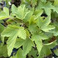 Willoughby Black Currant at Oak Summit Nursery, fall 2026