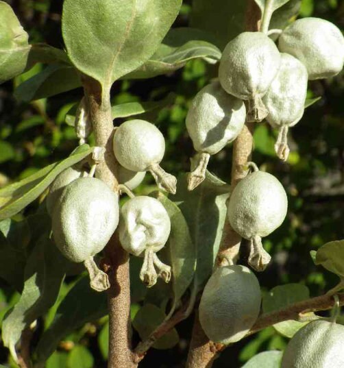 Wolf Willow Seeds