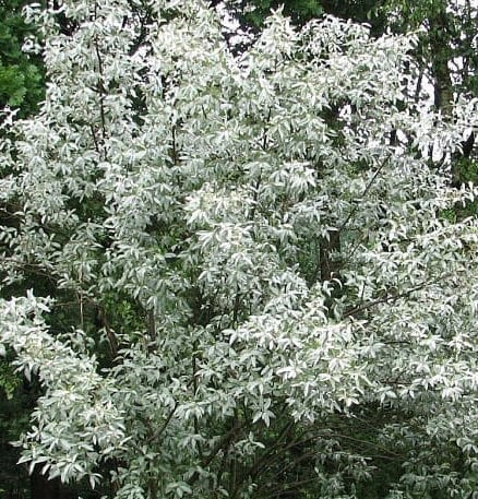 Wolf Willow Seeds
