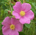 Woods' Rose Seeds