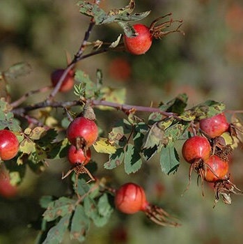 Woods' Rose Seeds