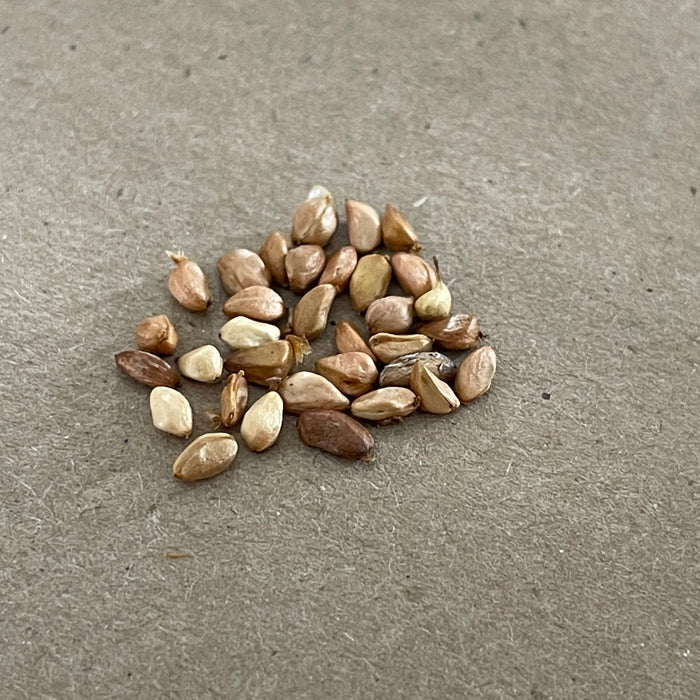 Woods' Rose Seeds