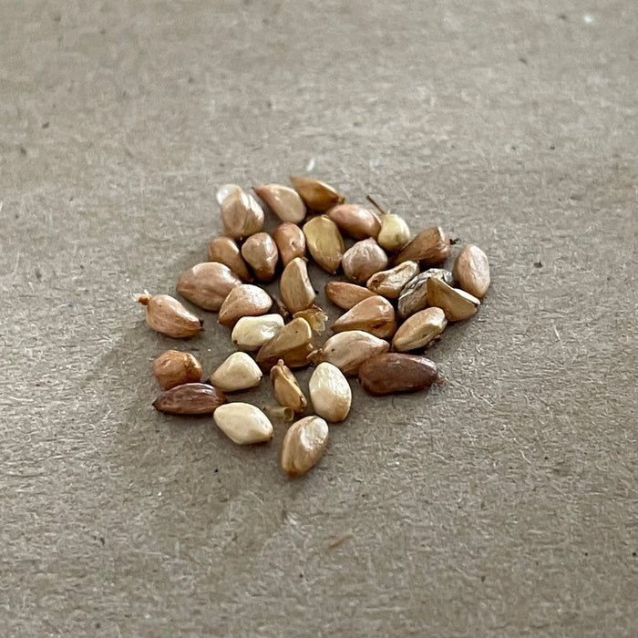 Woods' Rose Seeds