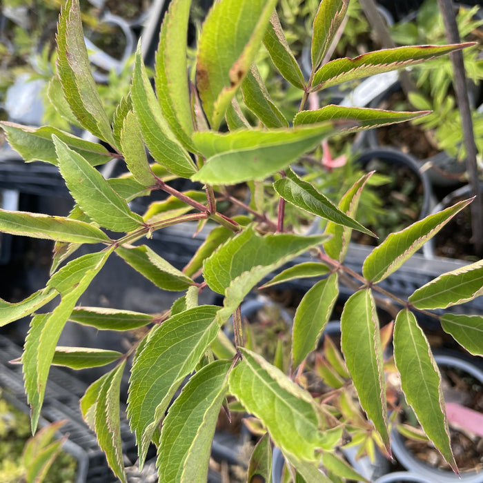 Wyldewood Elderberry at Oak Summit Nursery, fall 2026
