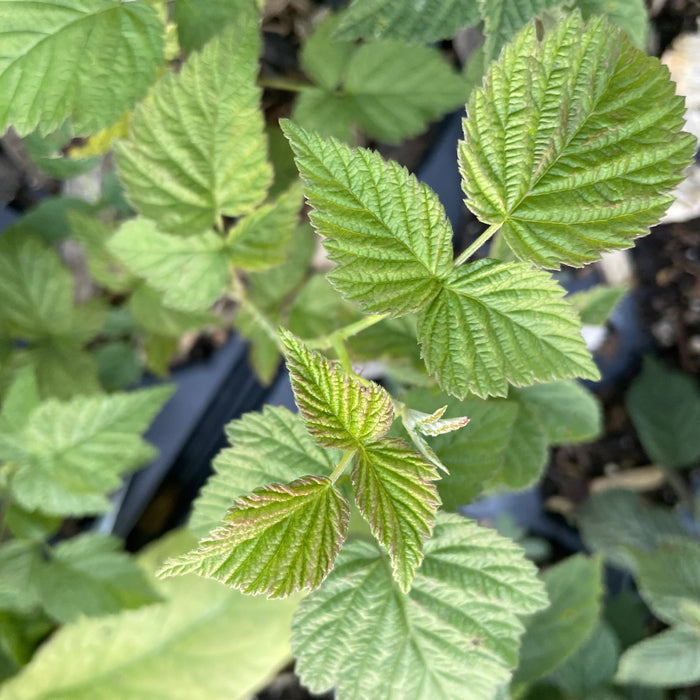 Wyoming Black Raspberry at Oak Summit Nursery, fall 2026