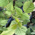 Wyoming Black Raspberry at Oak Summit Nursery, fall 2026