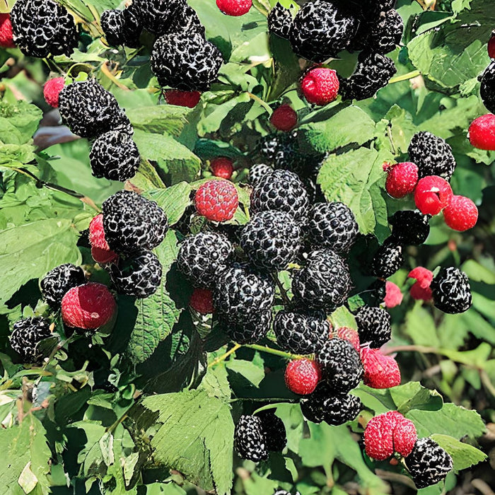 Wyoming Black Raspberry