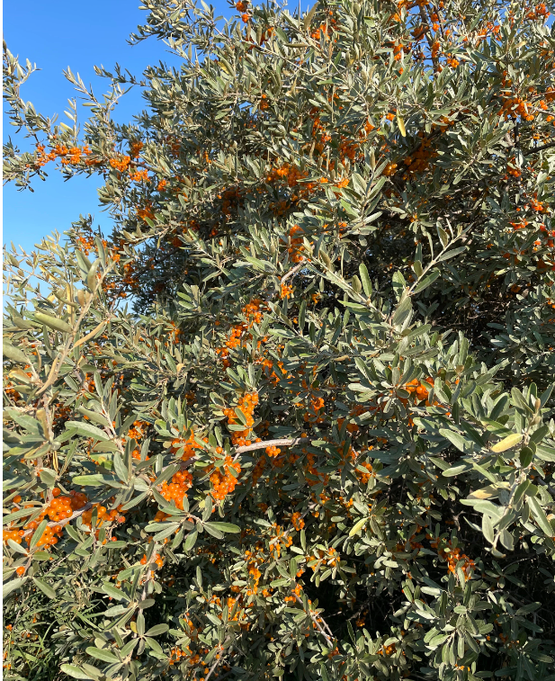 Yellow Fruited Silver Buffaloberry Seeds