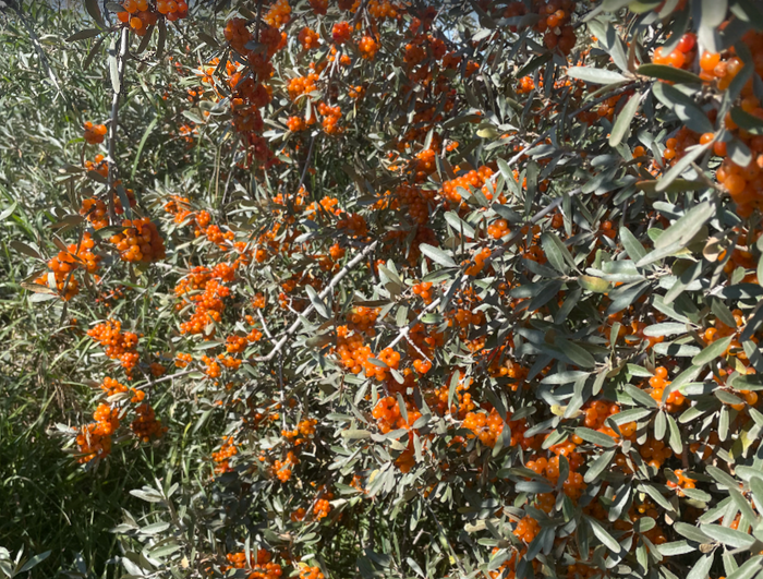 Yellow Fruited Silver Buffaloberry Seeds