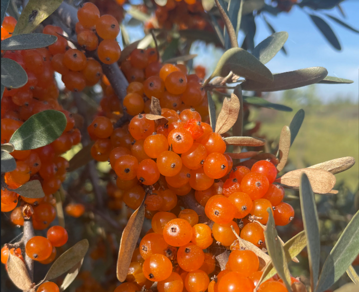 Yellow Fruited Silver Buffaloberry Seeds