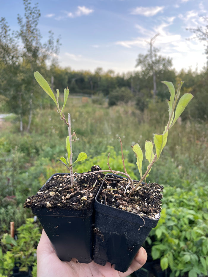 Yellow Goji (Lycium barbarum)