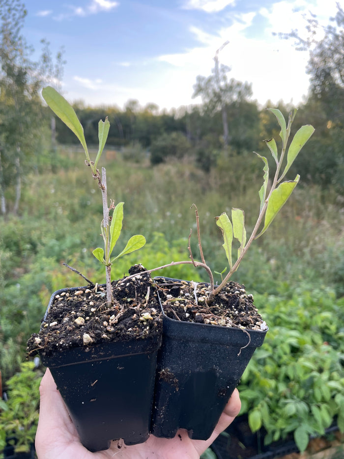 Yellow Goji (Lycium barbarum)