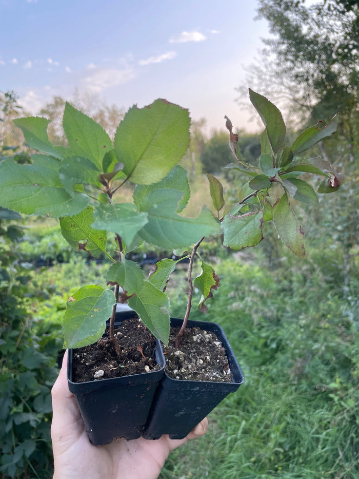 Yellow Siberian Crabapple Seedlings